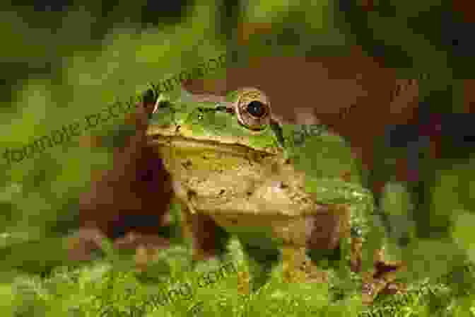 A Chorus Of Frogs Creates A Symphony Of Sound In A Misty Forest. A Frog S Life IP Factly