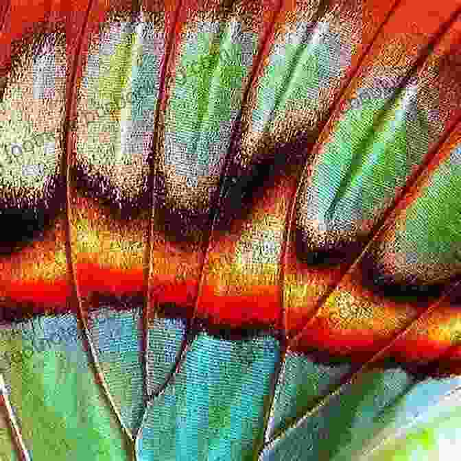 A Close Up Of A Butterfly's Intricate Wing Patterns, Showcasing The Artistry Of Nature's Designs A Beautiful Question: Finding Nature S Deep Design