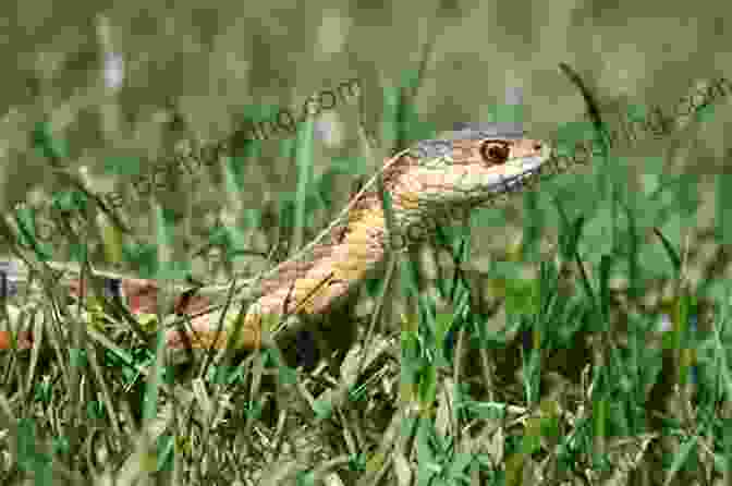 A Colorful Snake Slithering Through The Grass The Daily Snake Facts For Kids Great Images In A Newspaper Style Snake For Children (Newspaper Facts For Kids 5)