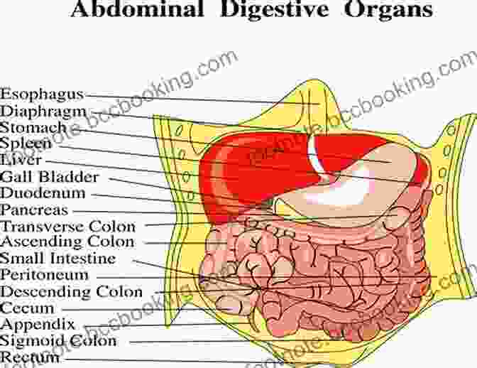 A Detailed Diagram Of The Internal Anatomy Of A Belly Button. The Belly Button Book: A For Children To Enjoy And Learn About The Body S Navel Lint And Other Wacky Facts (The Bewildering Body 2)