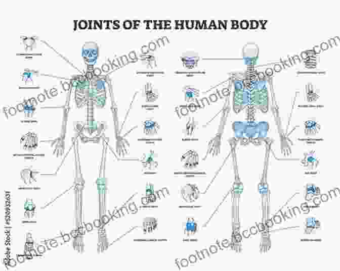 A Detailed Rendering Of The Human Skeleton, Emphasizing The Intricate Connections Between Bones And Joints Biomechanics Of Your Body: A Simplified Way To Learn Human Movement And Muscles