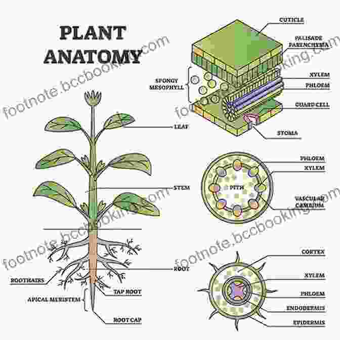 A Diagrammatic Representation Of Plant Anatomy, Showcasing The Intricate Network Of Cells, Tissues, And Organs That Make Up A Plant's Body. Illustrated Botany: The Virtual Plant Museum