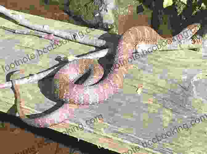 A Group Of Snakes Sunning Themselves On A Log The Daily Snake Facts For Kids Great Images In A Newspaper Style Snake For Children (Newspaper Facts For Kids 5)