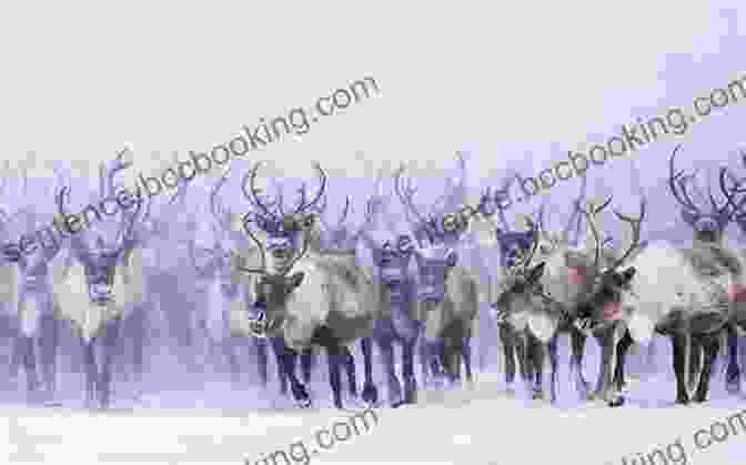 A Herd Of Reindeer Running Through A Snowy Forest. Riding With Reindeer A Bicycle Odyssey Through Finland Lapland And Arctic Norway