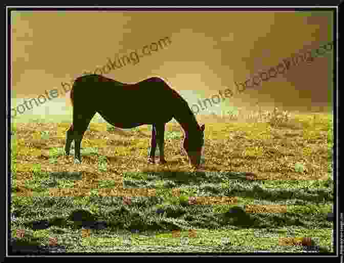 A Horse Grazing Peacefully In A Meadow, Symbolizing The Foundation Of Trust Built On Understanding And Respect Whole Heart Whole Horse: Building Trust Between Horse And Rider