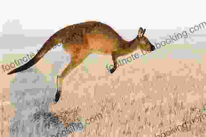 A Kangaroo Hopping Through A Field Super Marsupials: Kangaroos Koalas Wombats And More (Let S Read And Find Out Science 1)