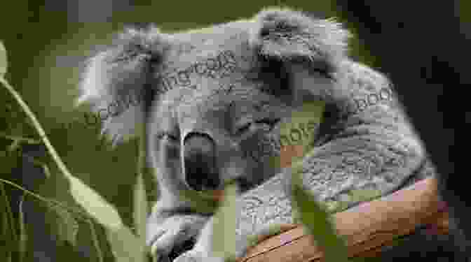 A Koala Resting In The Branches Of A Eucalyptus Tree Super Marsupials: Kangaroos Koalas Wombats And More (Let S Read And Find Out Science 1)