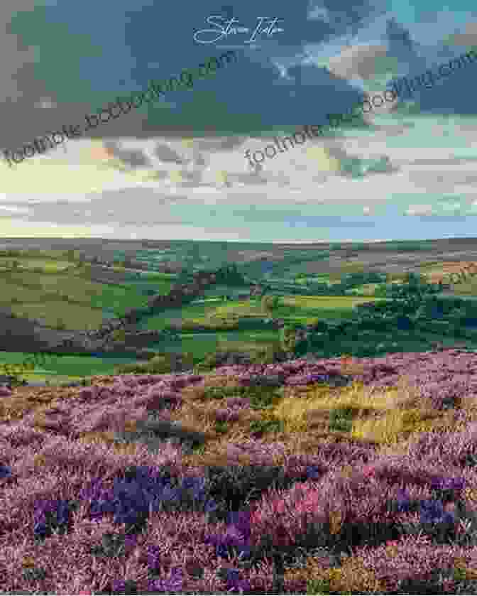 A Vast And Rugged Landscape Of The North York Moors, With Heather Covered Hills And Grazing Sheep My Yorkshire Great And Small: Journey Through Britain S Finest County With The Yorkshire Vet