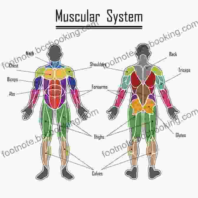 A Vibrant Diagram Of The Human Muscular System, Showcasing The Diverse Range Of Muscles And Their Intricate Connections Biomechanics Of Your Body: A Simplified Way To Learn Human Movement And Muscles