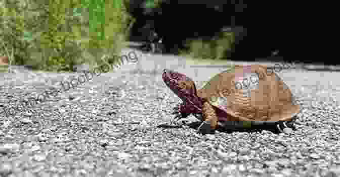 A Young Turtle Crawls Slowly Across The Ground. The Tale Of A Turtle Who Learned A Good Lesson