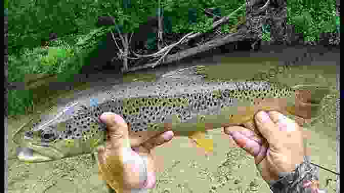 Angler Holding A Freshly Caught Trout From A Wisconsin Stream Exploring Wisconsin Trout Streams: The Angler S Guide