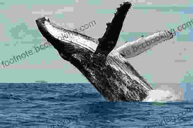 Humpback Whale Breaching In The Arctic Waters A Fabulous Kingdom: The Exploration Of The Arctic