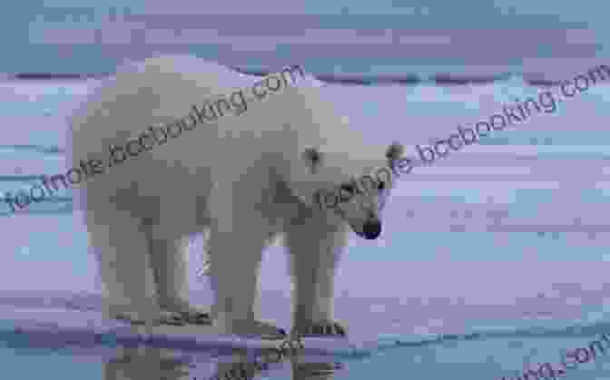 Polar Bear Standing On An Ice Floe A Fabulous Kingdom: The Exploration Of The Arctic