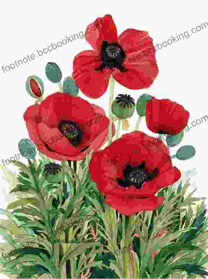 Stunning Watercolour Painting Of Vibrant Poppies Ready To Paint In 30 Minutes: Flowers In Watercolour