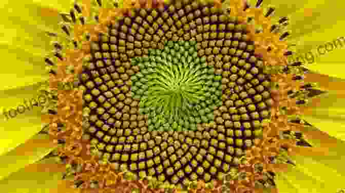 The Golden Ratio In Nature Sacred Geometry Of Nature: Journey On The Path Of The Divine