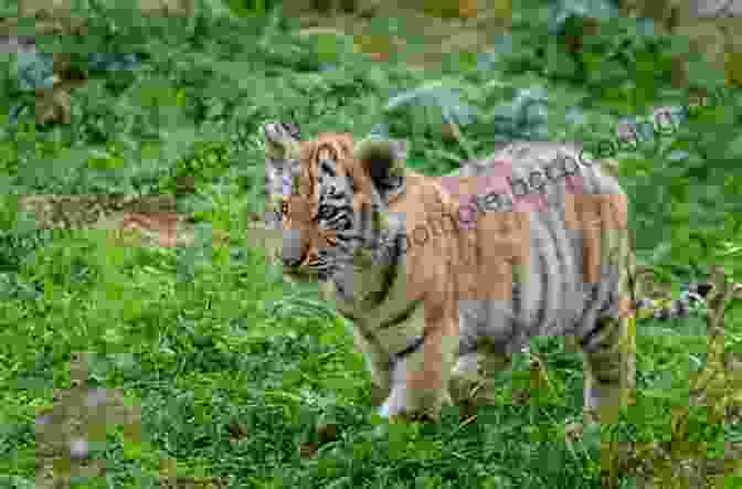 Tiger Cub Playing In The Jungle Success Interpreted As Failure: Memoirs Of A Tiger Cub