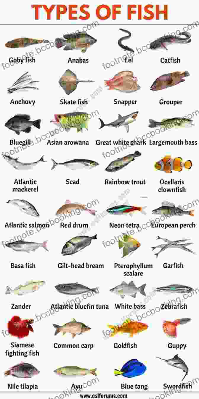 Variety Of Fish Species Found In Portugal The Smooth Guide To Fishing In Portugal (Phil S Fishing Guide 5)